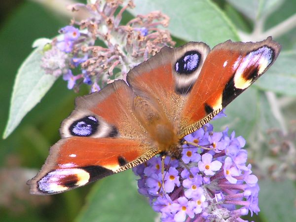 Peacock butterfly on 4th August 2006