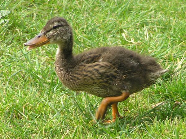 Duckling on 22nd August 2006