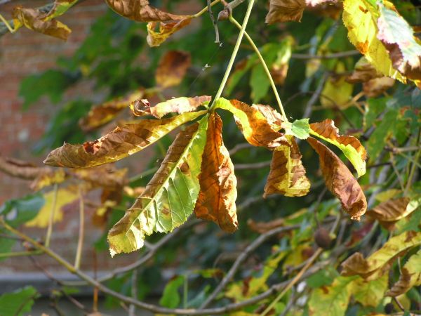 Horse chestnut tree leaves on 15th October 2006