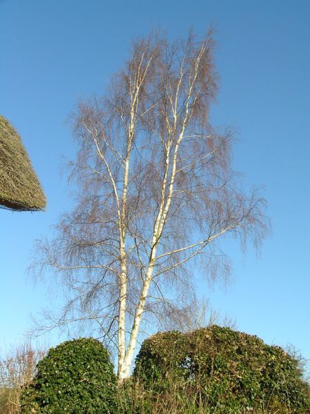 Silver birch tree on 3rd February 2007