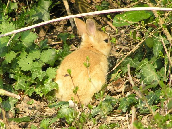 Rabbit on 2nd April 2007 Rabbit on 2nd April 2007