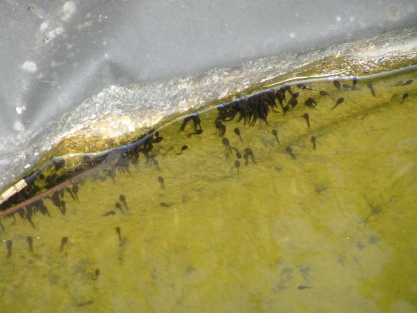 Tadpoles on 9th April 2007