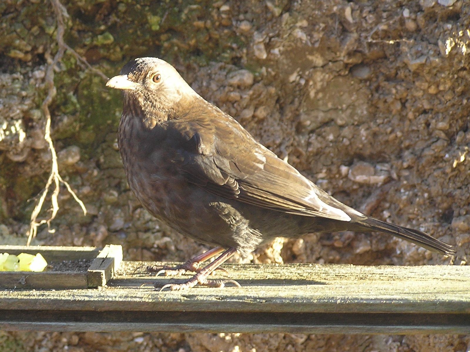 Blackbird hen