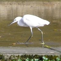 Little Egret link to Centering page