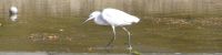 Little Egret