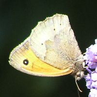 Meadow Brown butterfly