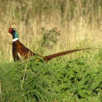 Cock Pheasant