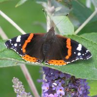 Red Admiral butterfly