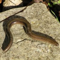 Slow worm