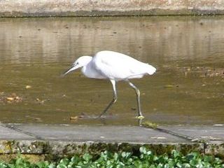 Little Egret